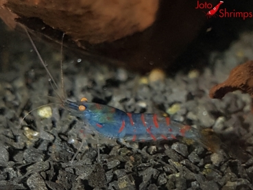 Preview: Rote Tiger OE Blue Body